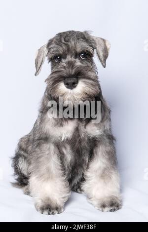 Lustige niedliche Miniatur Schnauzer Welpen Hund Porträt. Weiß-grauer Schnauzer Hund sitzt auf einem weißen Hintergrund, vertikalen Rahmen. Trauriger Welpe. Stockfoto