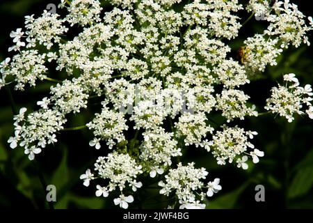 Nahaufnahme von Queen Anne's Lace oder Wild Carrot Flower. Stockfoto