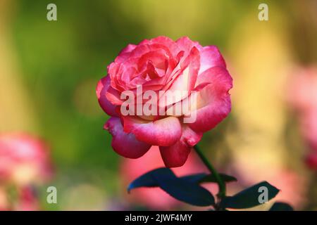 Blühende romantische frische bunte Rose, schöne rote mit gelben Rose in voller Blüte im Garten Stockfoto