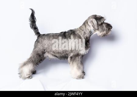 Ein Schnauzer-Welpe steht auf. Porträt eines Welpen in Nahaufnahme auf hellem Hintergrund. Training, Gehorsam, Vorbereitung auf die Hundeausstellung. Das Konzept o Stockfoto