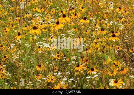 Die Schwarzäugige Susan & Daisy Fleabane sind oft zwei einheimische Wildblumen Gefunden wächst zusammen in alten Feldern und wilden Wiesen in der Nordost Vereinigte Staaten Stockfoto