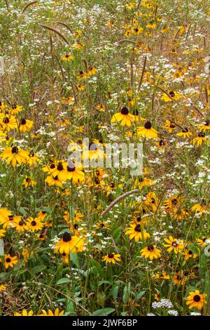 Die Schwarzäugige Susan & Daisy Fleabane sind oft zwei einheimische Wildblumen Gefunden wächst zusammen in alten Feldern und wilden Wiesen in der Nordost Vereinigte Staaten Stockfoto