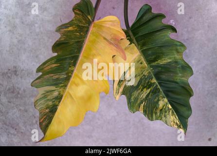 Atemberaubende Farbe und bunte Blätter von Philodendron Caramel Marble, einer seltenen tropischen Pflanze Stockfoto