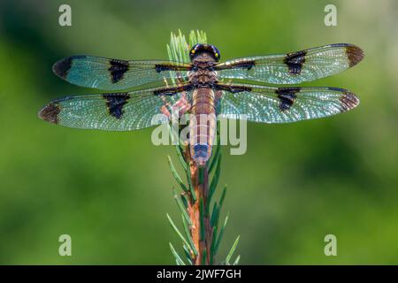 Der Zwölffleckige Skimmer (Libellula pulchella) ist eine verbreitete nordamerikanische Skimmer-Libelle, die im südlichen Kanada und in allen 48 der Contiguou gefunden wird Stockfoto