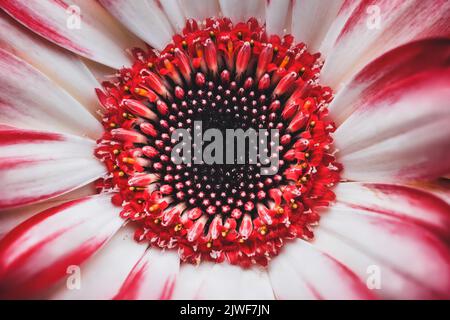 Eine Makroaufnahme einer roten und rosa transvaal Gänseblümchen-Blume Stockfoto