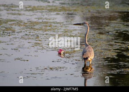 Bunte Reihervögel, die auf dem See spazieren, selektiver Fokus Stockfoto