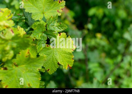 Trocknet grüne Johannisbeerblätter im Garten. Ende des Sommers. Stockfoto