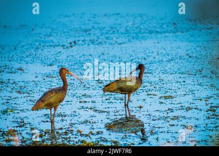 Bunte Reihervögel, die auf dem See spazieren, selektiver Fokus Stockfoto