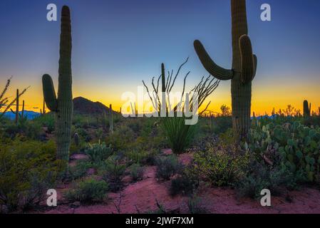 Sonnenuntergang über großen Kakteen im Saguaro National Park, Arizona Stockfoto