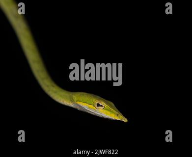 Grüne Weinschlange mit scharfer Nase; Ahaetulla nasuta; grüne Weinschlange in auffälliger Aktion aus Sri Lanka Stockfoto