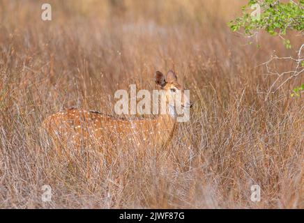 Hirsche in der Savanne; Hirsche im Gras; Hirsche in der Sonne stehen; Hirsche mit Hörnern; Fleckhirsche männlich; Fleckhirsche aus dem Wilpattu-Nationalpark Stockfoto