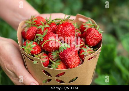 Karton mit frischen Erdbeeren in den Händen einer älteren Frau, Nahaufnahme Stockfoto