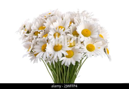 Bouquet von Chamomiles isoliert auf weißem Hintergrund. Stockfoto