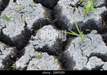 Globale Wasserknappheit auf dem Planeten. Der Grund eines getrockneten Sees in der Ukraine. Stockfoto