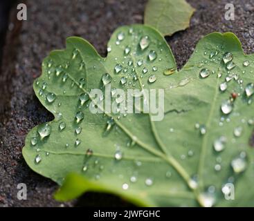 Grünes Eichenblatt mit Wassertropfen nach Regen. Nahaufnahme eines nassen Blattes, das auf Beton liegt. Stockfoto