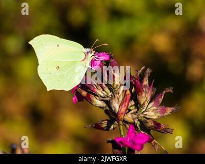 Weiblicher Schwefel-Schmetterling, Gonepteryx rhamni, zeigt den Unterflügel während der Fütterung von Dianthus carthusianorum Stockfoto