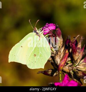 Weiblicher Schwefel-Schmetterling, Gonepteryx rhamni, zeigt den Unterflügel während der Fütterung von Dianthus carthusianorum Stockfoto