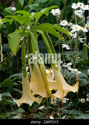 Stark nach Abend und Nacht duftende Trompetenblüten der zarten Immergrünen-Engelstrompete, Brugmansia aurea 'Apricot' Stockfoto