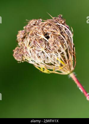 Samenkäfig mit borstigen Samen der robusten britischen Biennale, Daucus carota, Queen Anne's Lace Stockfoto