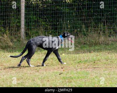 18 Wochen alter Rüde-Hund x Windhund schwarz-grauer lurcher-Welpe, der auf einem grasbewachsenen Feld läuft Stockfoto