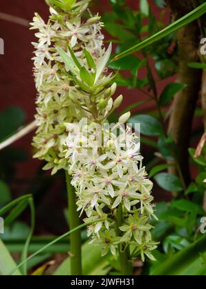 Blütenspitze der exotischen, halbwinterharten, spätsommerblühenden Glühbirne, Eucomis 'Frank Lawley' Stockfoto