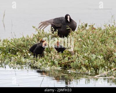 Elternhuhn, Fulica atra, beobachtet über 3 Küken in einem Gezeiteneinlass in Pagham Harbour, Großbritannien Stockfoto