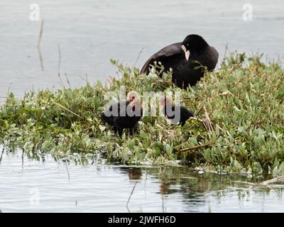 Elternhuhn, Fulica atra, beobachtet über 3 Küken in einem Gezeiteneinlass in Pagham Harbour, Großbritannien Stockfoto