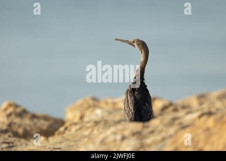 Juveniler socotra-Kormoran an den felsigen Ufern von Busaiteen, Bahrain Stockfoto