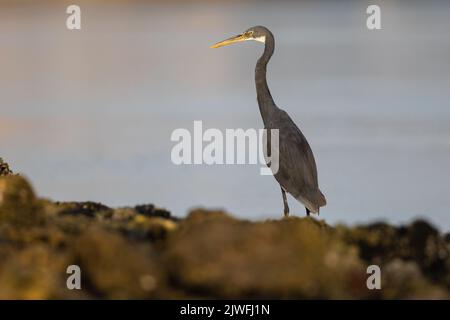 WESTERN Reef Heron bei Tageslicht in Eker, Bahrain Stockfoto