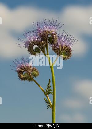Am Rande des Feldes blüht eine blühende Phazelie. Stockfoto