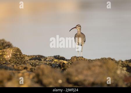 Eurasischer Whimbrel am felsigen Ufer bei Tageslicht, Eker, Bahrain Stockfoto