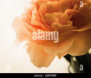 Eine Nahaufnahme einer schönen Rose Stockfoto