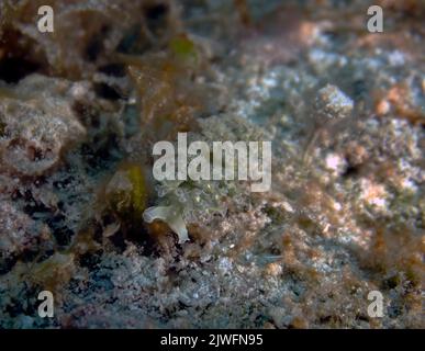 Ein Meeressalat (Elysia crispata) in Cozumel, Mexiko Stockfoto