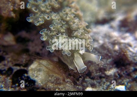 Ein Meeressalat (Elysia crispata) in Cozumel, Mexiko Stockfoto