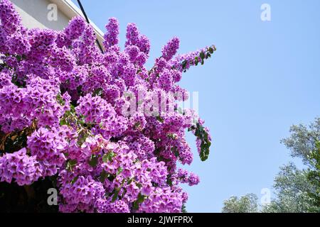 Lebhafte Bougainvillea gegen blauen Himmel Stockfoto