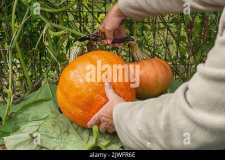 Die Hände eines Mannes schneiden im Garten einen Kürbis. Ein Bauer erntet Kürbisse. Ein orangefarbener großer Kürbis in den Händen eines Mannes. Stockfoto