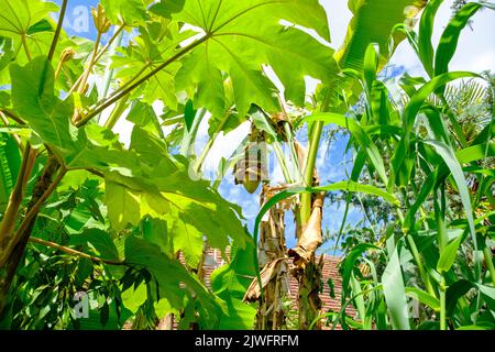 Bananenknospen, Blüten und kleine grüne Bananen reifen im heißen Sommer 2022 in Großbritannien im exotischen Garten Great Dixter, East Sussex, England. Stockfoto