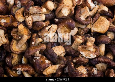 Haufen getrockneter Shiitake (Lentinula edodes), essbarer Pilz, der in Asien (china, japan) angebaut wird. Stockfoto