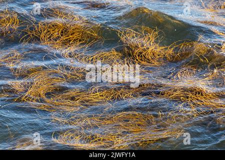 Thongweed, Peveril Point, Swanage, Dorset, Großbritannien Stockfoto