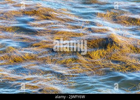 Thongweed, Peveril Point, Swanage, Dorset, Großbritannien Stockfoto