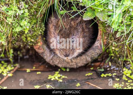 Eine Nahaufnahme einer Wassermaus, die ihren Kopf aus einem Loch stopft Stockfoto