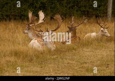 European Fallow Deer in Tatters (Shedding Samvet), (Dama dama), Charlecote National Trust, Warwickshire, Vereinigtes Königreich Stockfoto