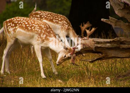 European Fallow Deer in Tatters (Shedding Samvet), (Dama dama), Charlecote National Trust, Warwickshire, Vereinigtes Königreich Stockfoto