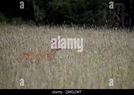 Weibliche westliche Rehe (Capreolus capreolus), oder europäische Rehe, auf einer Sommerwiese Stockfoto