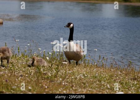 Eine niedliche Gans am Ufer Stockfoto