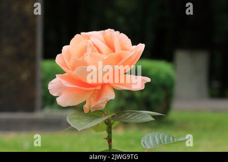 Eine wunderschöne orangefarbene Rose mit Blättern auf einem verschwommenen Hintergrund. Makroaufnahme mit Werk in Graden. Rosenblüte, Orange, Naturhintergrund Stockfoto