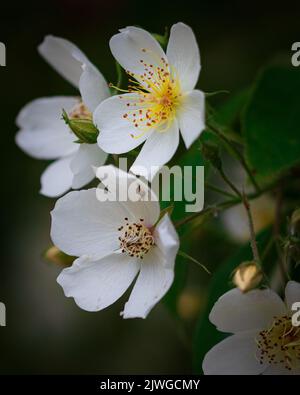 Eine vertikale Nahaufnahme von schönen weißen Blüten Stockfoto
