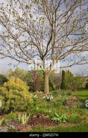 Juglans - Walnussbaum, Mauve Moos Phlox subulata, weiße Narzissen - Narzissen, Pinus - Kiefernstrauch in der Grenze im Vorgarten im Frühjahr. Stockfoto