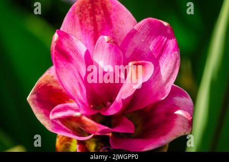 Siam-Tulpe (Curcuma alismatifolia) blüht am 4. September 2022 in Daphne, Alabama. Siam Tulpe ist eine exotische Staude der Ingwerart. Stockfoto
