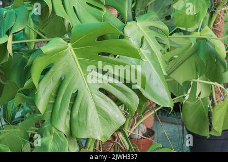 Topfpflanze Monstera Blatt in einem Gewächshaus mit natürlichem Tageslicht Stockfoto